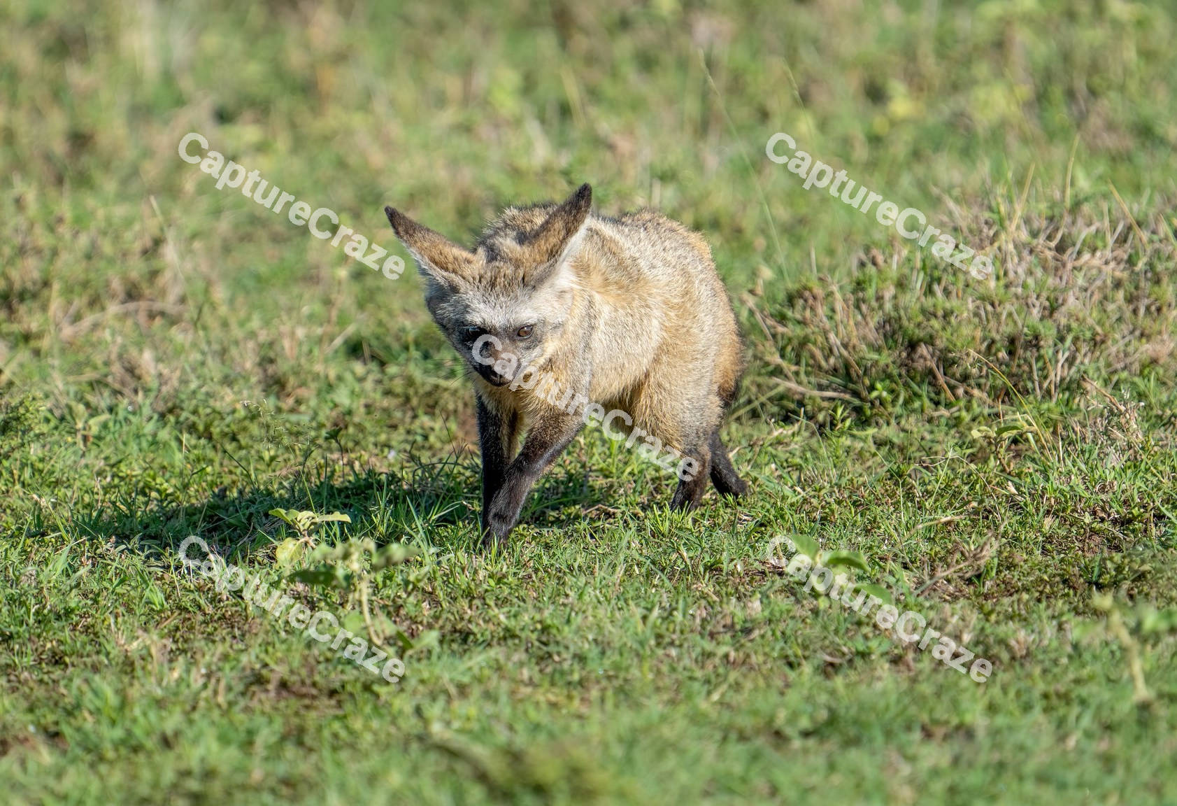 Baby Hyena walking in the grass